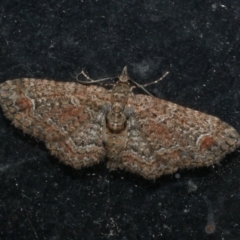 Pasiphilodes testulata (Pome looper) at Freshwater Creek, VIC - 20 Oct 2023 by WendyEM