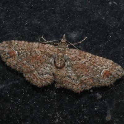 Pasiphilodes testulata (Pome looper) at Freshwater Creek, VIC - 20 Oct 2023 by WendyEM