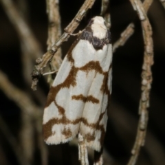 Chiriphe dichotoma (Reticulated Footman) at WendyM's farm at Freshwater Ck. - 20 Oct 2023 by WendyEM