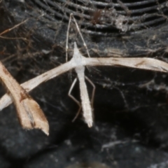 Platyptilia celidotus (Plume Moth) at Freshwater Creek, VIC - 20 Oct 2023 by WendyEM