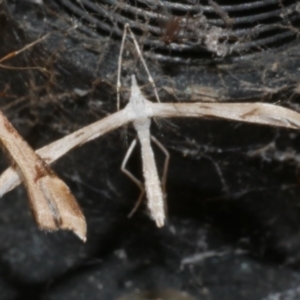 Platyptilia celidotus at WendyM's farm at Freshwater Ck. - 20 Oct 2023 10:23 PM