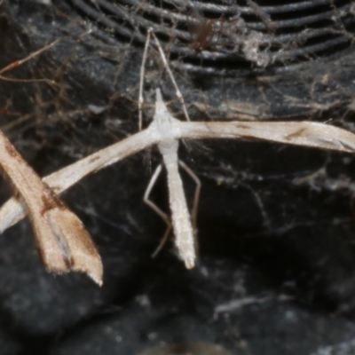 Platyptilia celidotus (Plume Moth) at Freshwater Creek, VIC - 20 Oct 2023 by WendyEM