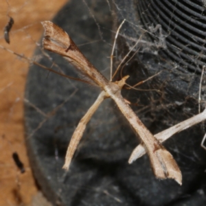 Sinpunctiptilia emissalis at WendyM's farm at Freshwater Ck. - 20 Oct 2023 10:23 PM