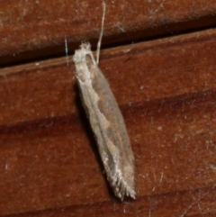 Plutella xylostella (Diamondback Moth) at Freshwater Creek, VIC - 20 Oct 2023 by WendyEM