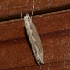 Plutella xylostella (Diamondback Moth) at WendyM's farm at Freshwater Ck. - 20 Oct 2023 by WendyEM