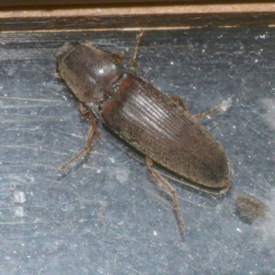 Elateridae sp. (family) at WendyM's farm at Freshwater Ck. - 20 Oct 2023 by WendyEM