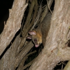 Trichosurus vulpecula (Common Brushtail Possum) at WendyM's farm at Freshwater Ck. - 23 Oct 2023 by WendyEM