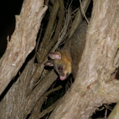 Trichosurus vulpecula (Common Brushtail Possum) at Freshwater Creek, VIC - 23 Oct 2023 by WendyEM