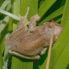 Litoria ewingii (Ewing's Tree Frog) at Freshwater Creek, VIC - 23 Oct 2023 by WendyEM