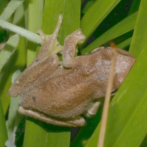 Litoria ewingii at WendyM's farm at Freshwater Ck. - 23 Oct 2023 09:42 PM