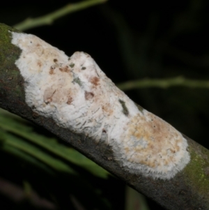 Septobasidium sp. at WendyM's farm at Freshwater Ck. - 13 Oct 2023 09:23 PM