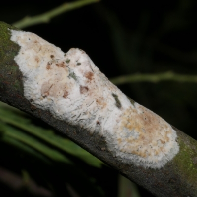 Septobasidium sp. at WendyM's farm at Freshwater Ck. - 13 Oct 2023 by WendyEM