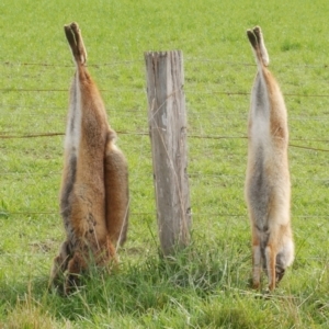 Vulpes vulpes at WendyM's farm at Freshwater Ck. - 19 Jul 2023 02:47 PM