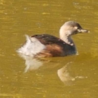 Tachybaptus novaehollandiae (Australasian Grebe) at Freshwater Creek, VIC - 22 Jul 2023 by WendyEM