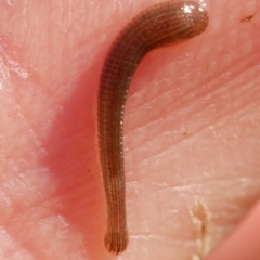 Hirudinea sp. (Class) (Unidentified Leech) at Freshwater Creek, VIC - 22 Jul 2023 by WendyEM