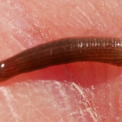 Hirudinea sp. (Class) at WendyM's farm at Freshwater Ck. - 22 Jul 2023