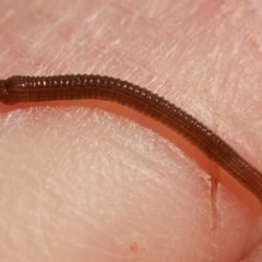 Hirudinea sp. (Class) at WendyM's farm at Freshwater Ck. - 22 Jul 2023