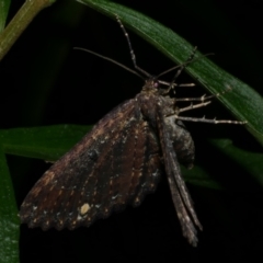 Eccymatoge callizona (White-spotted Carpet) at WendyM's farm at Freshwater Ck. - 29 Jul 2023 by WendyEM