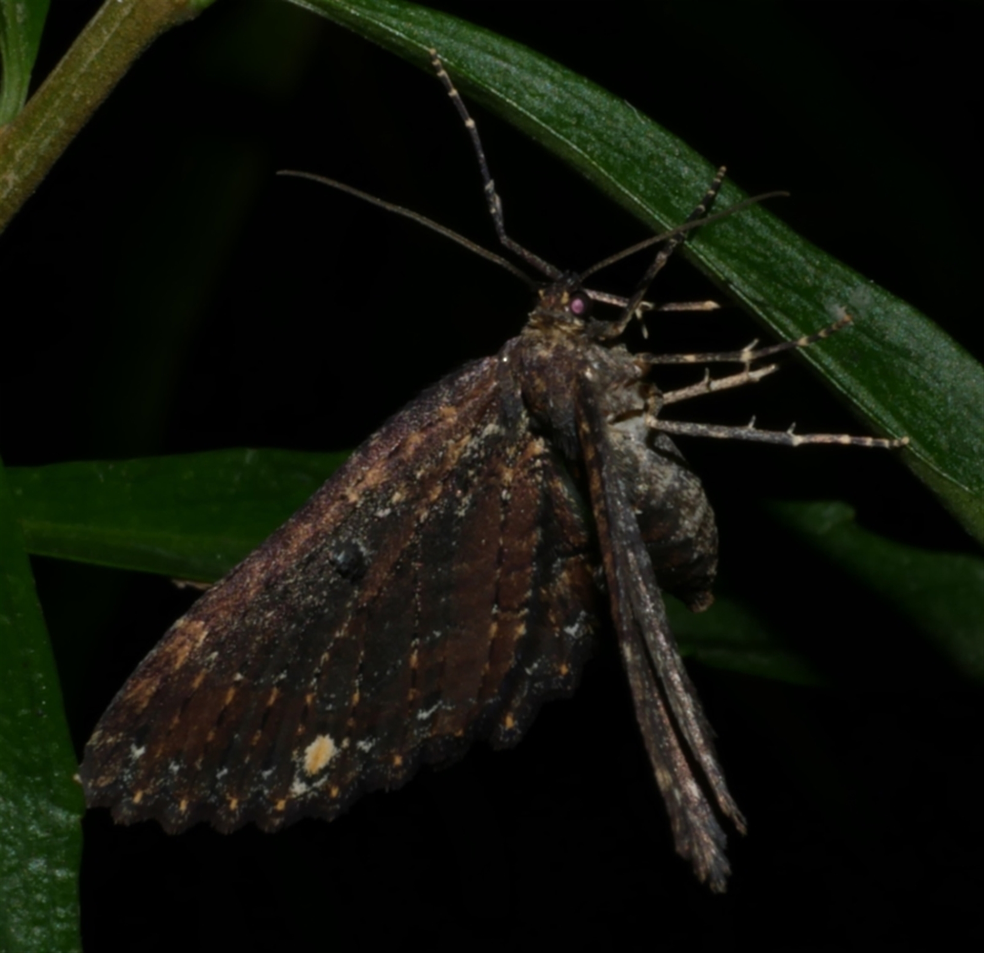 Eccymatoge callizona at WendyM's farm at Freshwater Ck. - Barwon South West