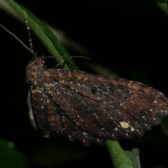 Eccymatoge callizona at WendyM's farm at Freshwater Ck. - 29 Jul 2023 01:18 AM