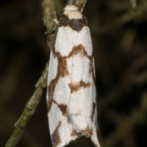 Chiriphe dichotoma at WendyM's farm at Freshwater Ck. - 28 Jul 2023