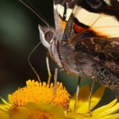 Vanessa itea (Yellow Admiral) at ANBG - 15 May 2024 by TimL