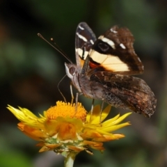 Vanessa itea at ANBG - 15 May 2024