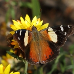 Vanessa itea at ANBG - 15 May 2024