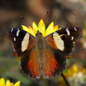 Vanessa itea at ANBG - 15 May 2024