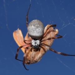 Trichonephila edulis at National Arboretum Forests - 16 May 2024