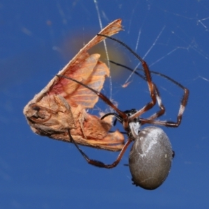 Trichonephila edulis at National Arboretum Forests - 16 May 2024