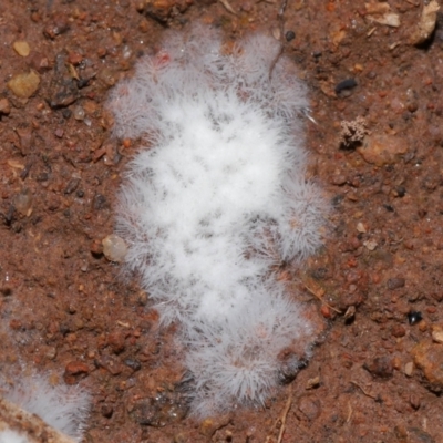 Chromelosporium/Ostracoderma sp. at National Arboretum Forests - 16 May 2024 by TimL