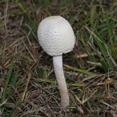 Unidentified Cap on a stem; gills below cap [mushrooms or mushroom-like] at Yarralumla, ACT - 16 May 2024 by TimL