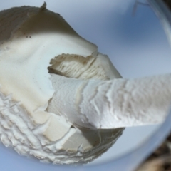 Macrolepiota dolichaula at National Arboretum Forests - 16 May 2024