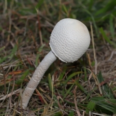 Macrolepiota dolichaula at National Arboretum Forests - 16 May 2024