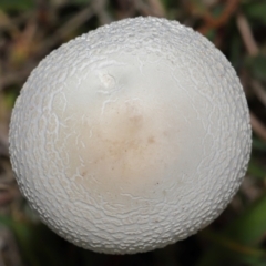 Macrolepiota dolichaula at National Arboretum Forests - 16 May 2024 12:14 PM