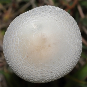 Macrolepiota dolichaula at National Arboretum Forests - 16 May 2024