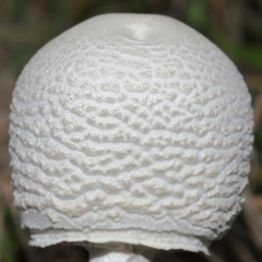 Macrolepiota dolichaula at National Arboretum Forests - 16 May 2024 12:14 PM