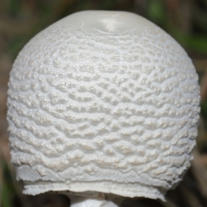 Macrolepiota dolichaula at National Arboretum Forests - 16 May 2024