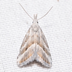 Nola paromoea (Divided Tuft-moth) at Jerrabomberra, NSW - 16 May 2024 by DianneClarke