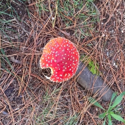 Unidentified Cap on a stem; gills below cap [mushrooms or mushroom-like] at Mittagong, NSW - 16 May 2024 by SandraH