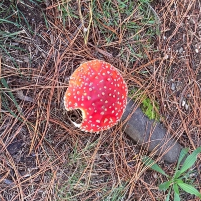 Amanita muscaria at Mittagong, NSW - 16 May 2024 by SandraH