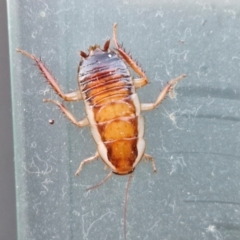 Unidentified Cockroach (Blattodea, several families) at Holt, ACT - 16 May 2024 by trevorpreston