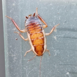 Unidentified Cockroach (Blattodea, several families) at suppressed by trevorpreston