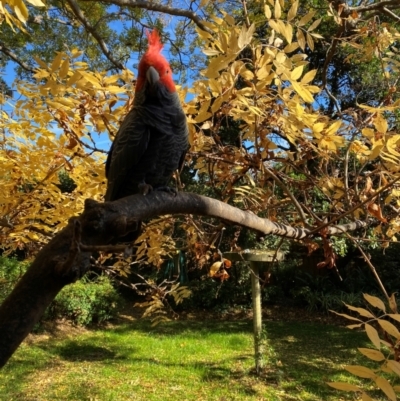 Callocephalon fimbriatum (Gang-gang Cockatoo) at GG105 - 15 May 2024 by ruthkerruish