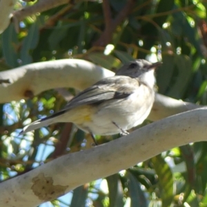 Pachycephala pectoralis at suppressed by Curiosity