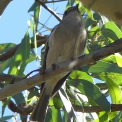 Pachycephala pectoralis at Sutton Street Crown Reserve Berrima - 14 May 2024