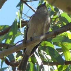 Pachycephala pectoralis at Sutton Street Crown Reserve Berrima - 14 May 2024 12:49 PM