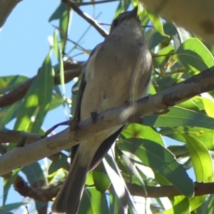 Pachycephala pectoralis at Sutton Street Crown Reserve Berrima - 14 May 2024