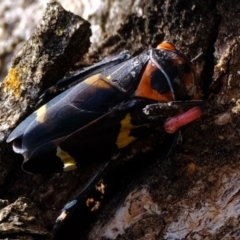 Unidentified Insect at Molonglo River Reserve - 16 May 2024 by Kurt